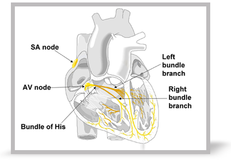 A labelled image of the conducting system.