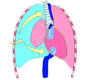 A cross section of the lungs, with the right main bronchus highlighted.