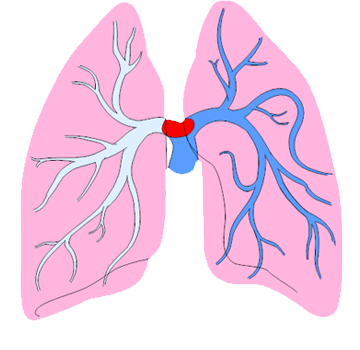 A diagram of the lungs.