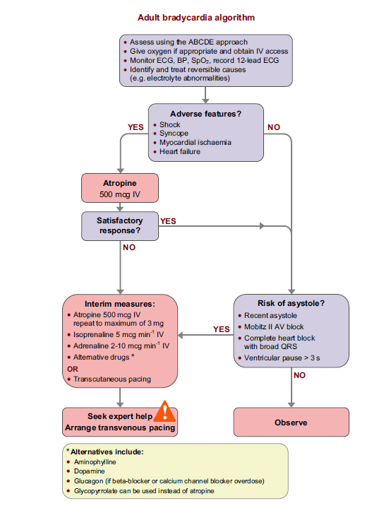 The adult bradycardia algorithm from chapter 11 of the ALS manual.