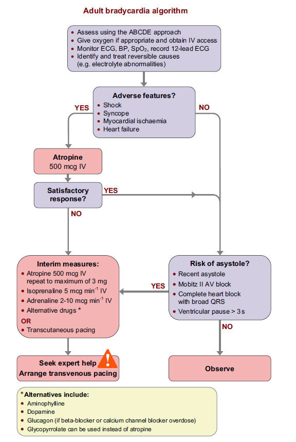 The adult bradycardia algorithm from chapter 11 of the ALS manual.